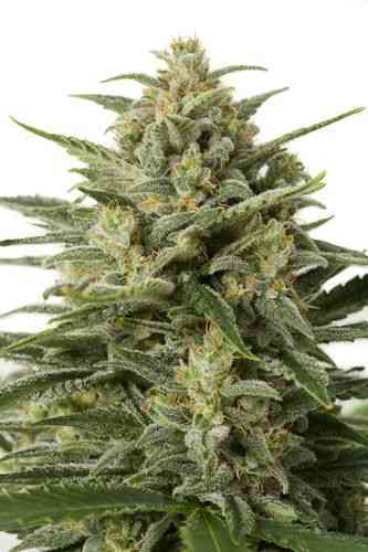 White Widow XXL Autoflowering > Dinafem Seeds | Semillas autoflorecientes  |  Índica